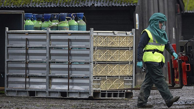 Reino Unido declara una alerta sanitaria nacional tras detectar casos de gripe aviar en animales