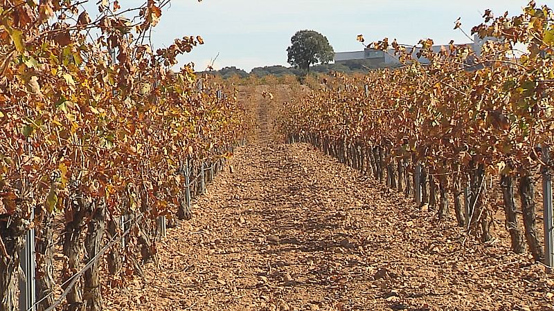 Bodegas contra el cambio climtico