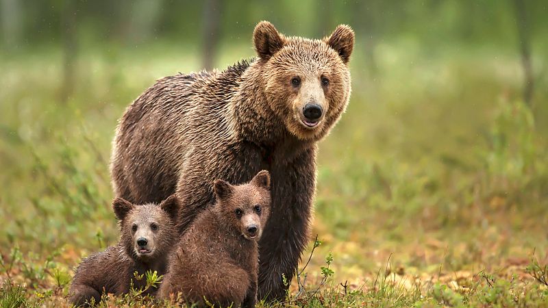 Lugares para disfrutar de fauna salvaje, otra forma de turismo rural