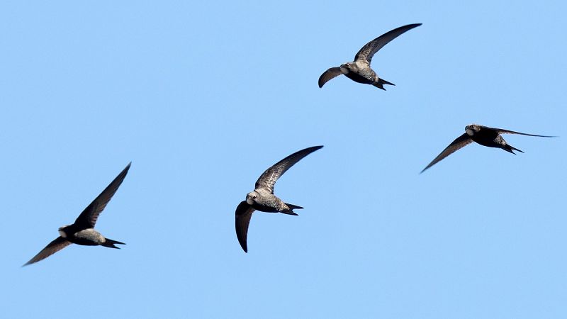 Los vencejos, los pájaros que duermen volando