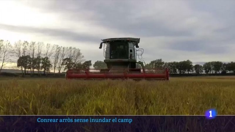 El gran repte dels arrossers a Pals: produir arròs amb la meitat d'aigua