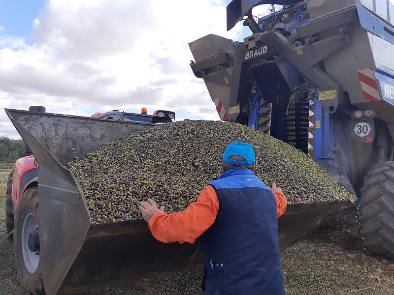 Se adelanta la campa�a de aceituna en Castilla-La Mancha