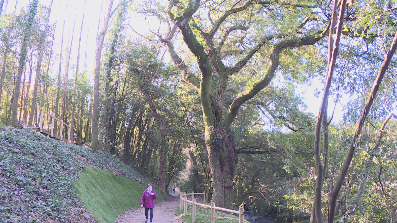 O carballo de Conxo, aspirante a árbore do ano - Telexornal - Galicia | Ver