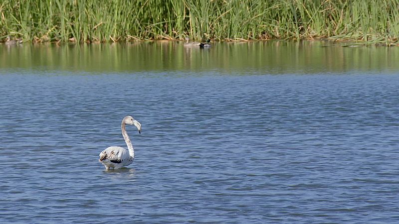 Con la recuperacin de La Albufera, ganamos todos