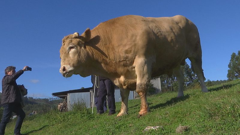 Boi de r�cord: pesa 2.500 kg e vendeuse por 39.900 euros