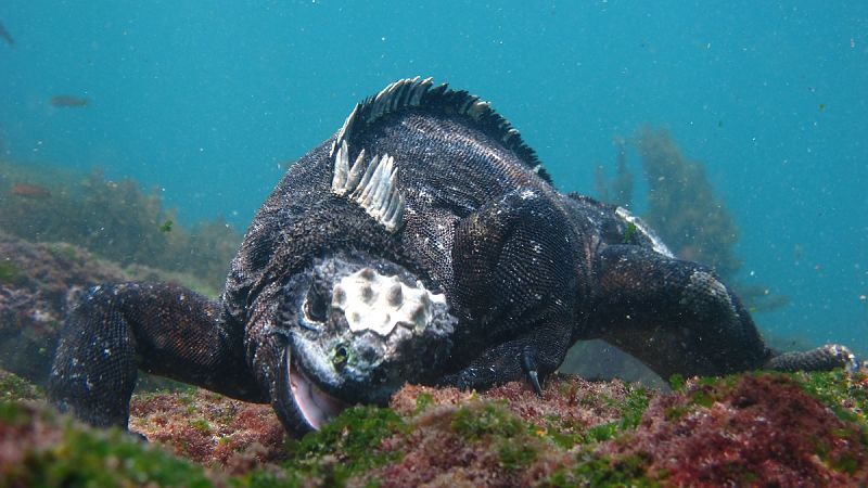 La iguana marina, el único lagarto del planeta adaptado al agua