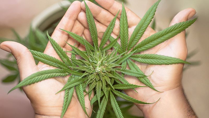 Los expertos apoyan el uso medicinal del cannabis