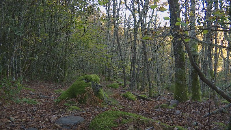 Devesa da Rogueira, primeiro bosque español certificado FCS, que promove a biodiversidade