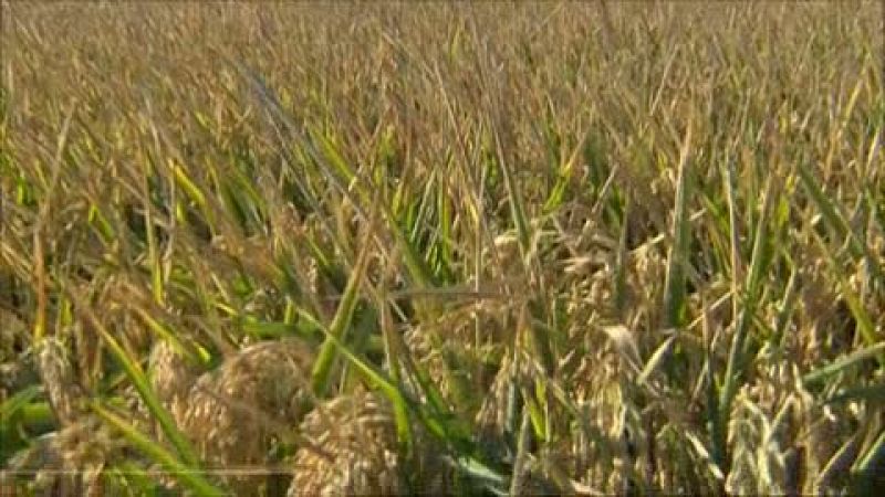 La sequía castiga a los arroceros andaluces a sembrar la mitad de la superficie cultivable