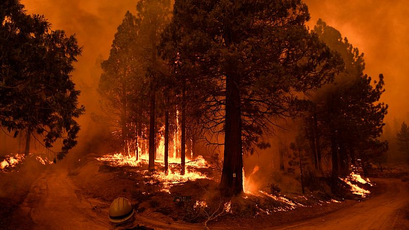 Los incendios de California han quemado miles de las gigantescas secuoyas