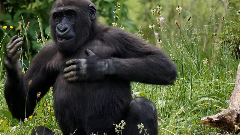 Por qu los gorilas se dan golpes en el pecho?