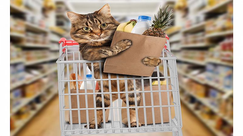 Gatos de los colmados: los dependientes que te ayudan con la compra