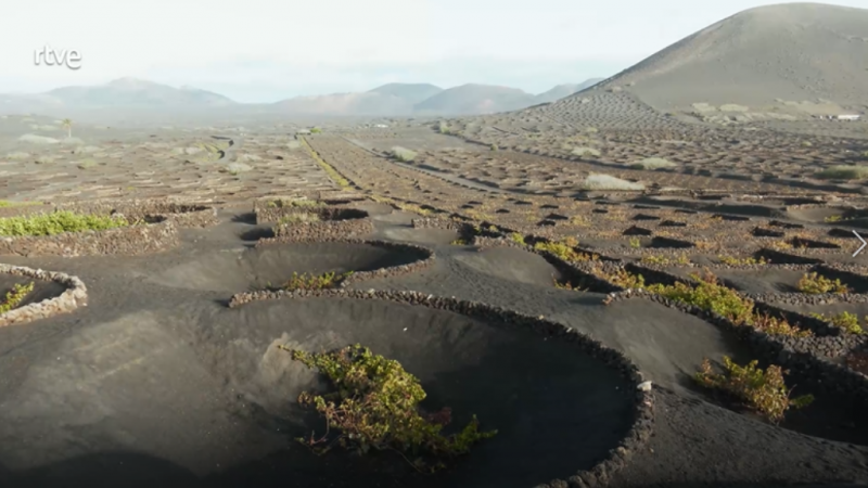 El viñedo en un cráter volcánico, destino canario de uva y vino blanco