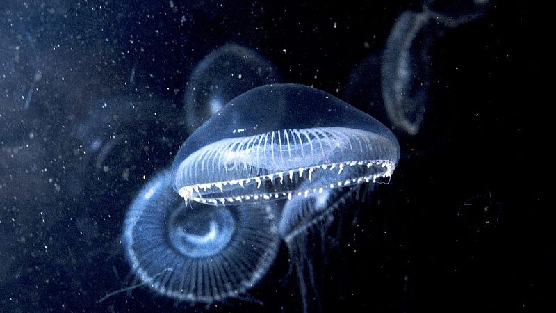 Medusas bioluminiscentes: ¿El combustible del futuro?