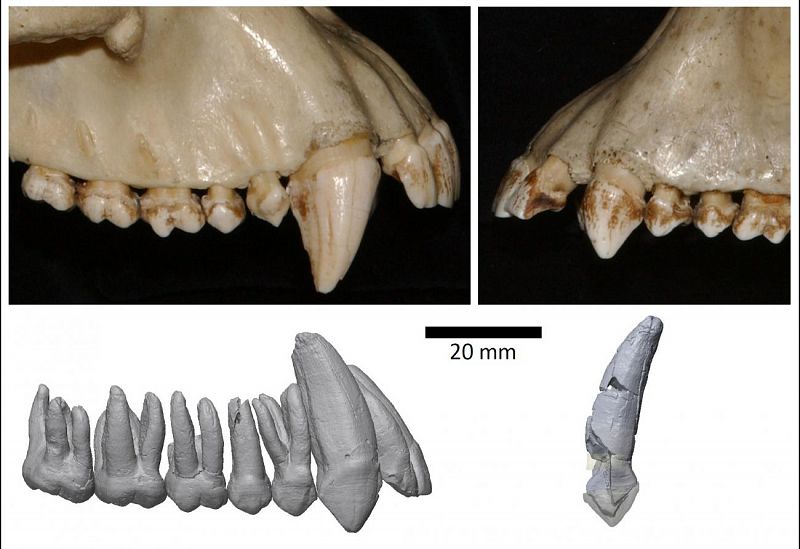 Un estudio revela que los colmillos masculinos han reducido su tamaño a lo largo de la evolución