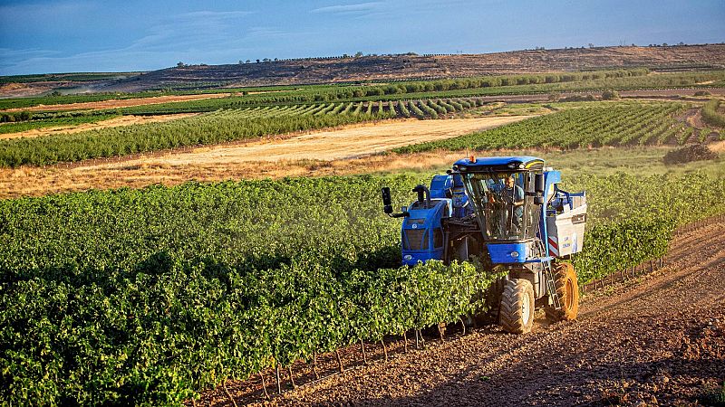 El sector defiende la denominación de origen del vino Rioja y pide dejar fuera "cualquier injerencia política"