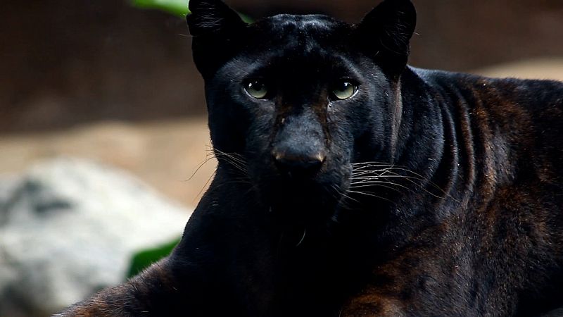 Las panteras negras no existen!