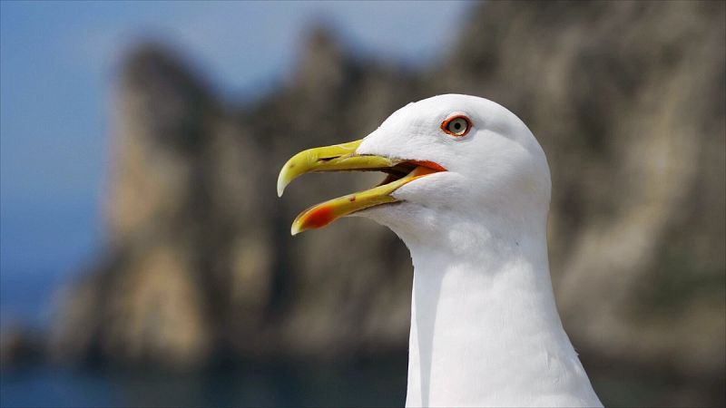 Por qu las aves no tienen dientes?