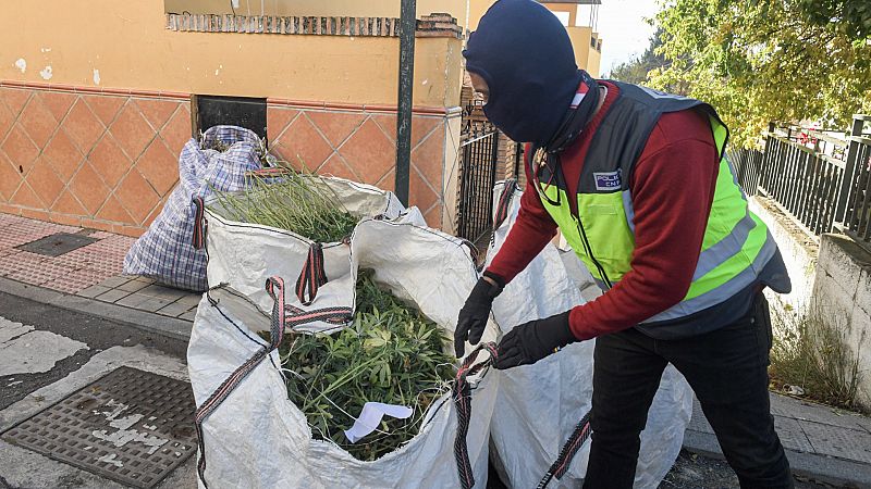 Interior lanza un plan nacional ante el aumento del tráfico ilegal de marihuana y la violencia criminal