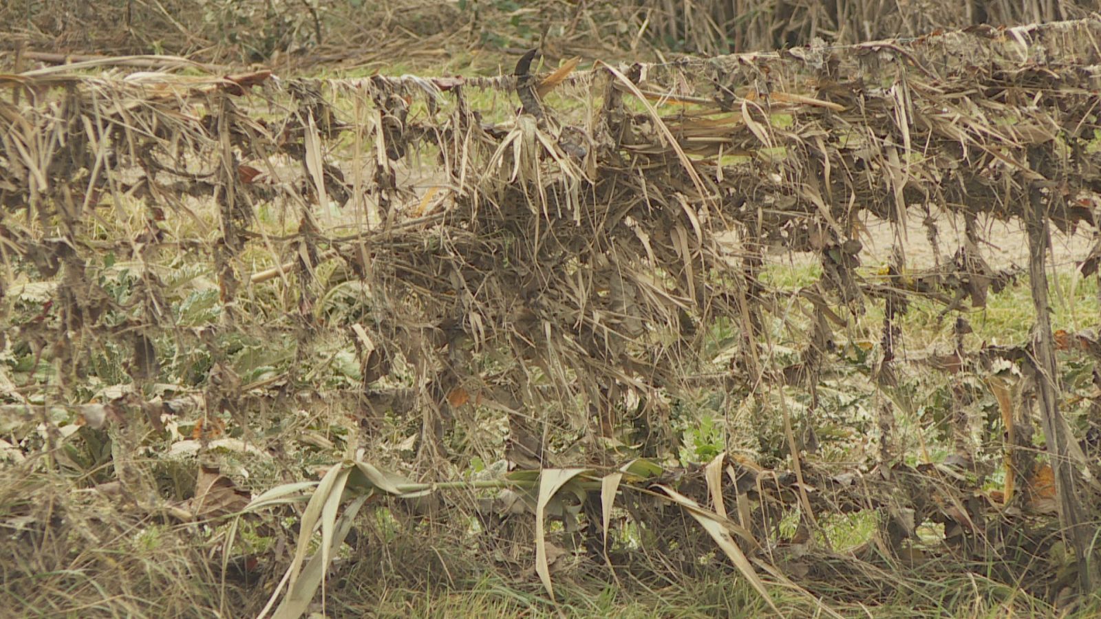 Toneladas de verdura bajo el agua - Telenavarra | Ver