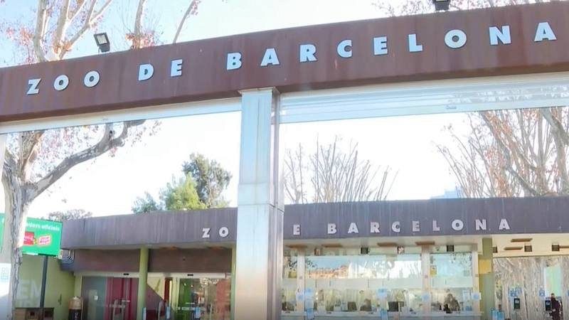 La Generalitat multarà el Zoo de Barcelona per la mort de nou aus durant el temporal Glòria