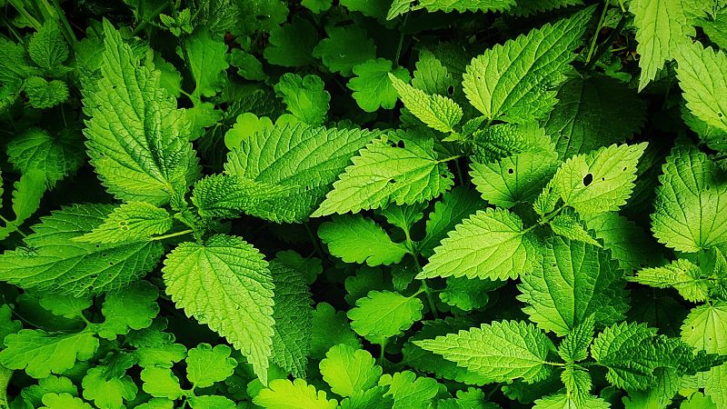 Collejas, pamplinas y otras plantas silvestres de cuchara y pote