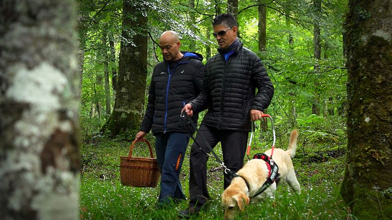 'El señor de los bosques' vuelve para descubrirnos nuevos tesoros micológicos