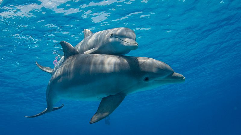 Los delfines hembra tienen un clítoris funcional parecido al humano con el que pueden sentir placer