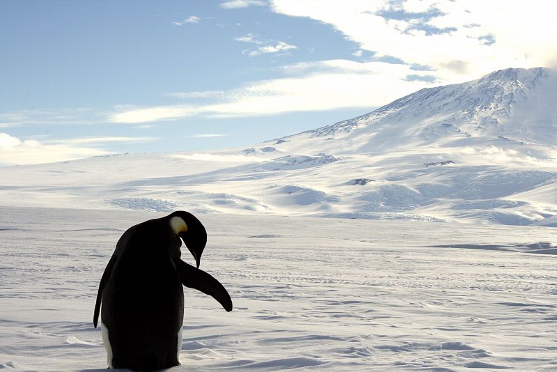 El pingüino emperador podría extinguirse en 2100 por el deshielo de la Antártida