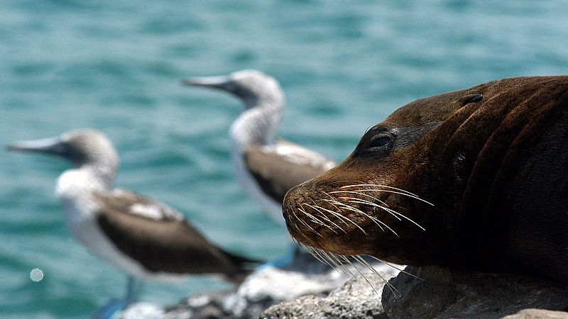 Ecuador inaugura la ampliación de la reserva de Galápagos, la mayor área marina protegida del planeta