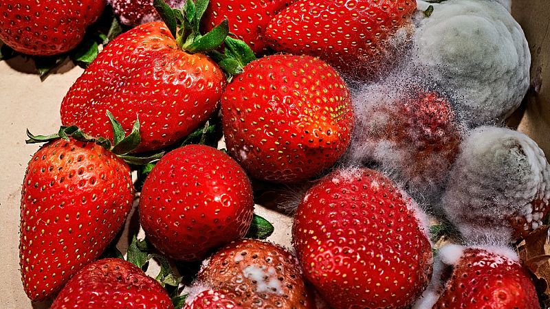 Moho en alimentos: por qu� no vale con quitar lo "feo"