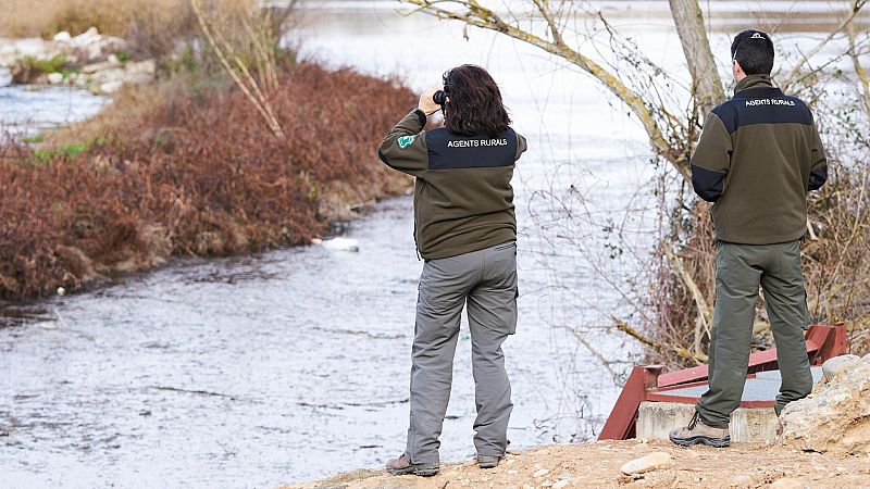 Detectan el primer foco de gripe aviar en una explotacin de Segovia que afecta a 18.000 pavos y otras diez granjas