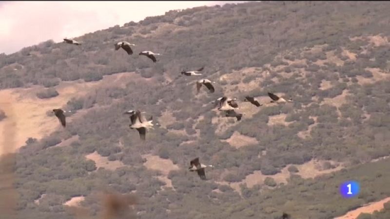 Ciudad Real, refugio de las grullas en invierno