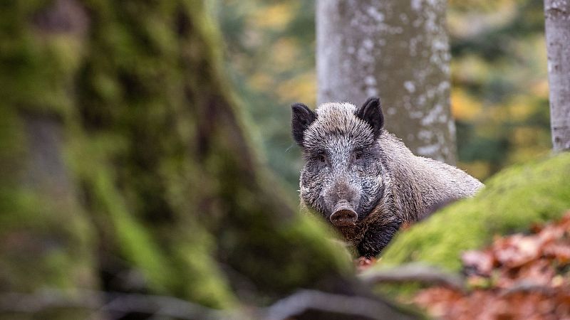 Un jabalí muerde a una mujer de 85 años: "Se me cayó el bastón y cuando fui a cogerlo me mordió"