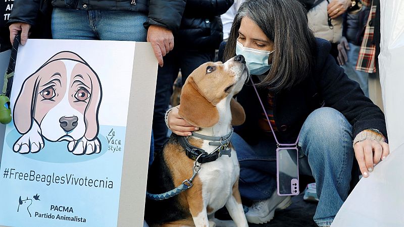 Animalistas rechazan la experimentación de un fármaco en perros que podría conllevar su sacrificio