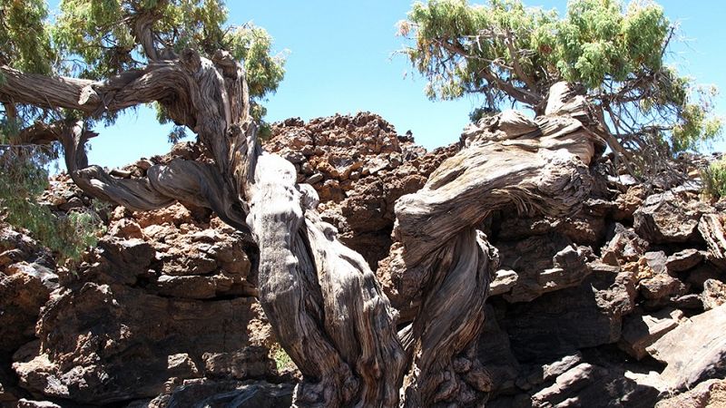 Un cedro canario en el Teide se convierte en el árbol más viejo de Europa con 1.481 años