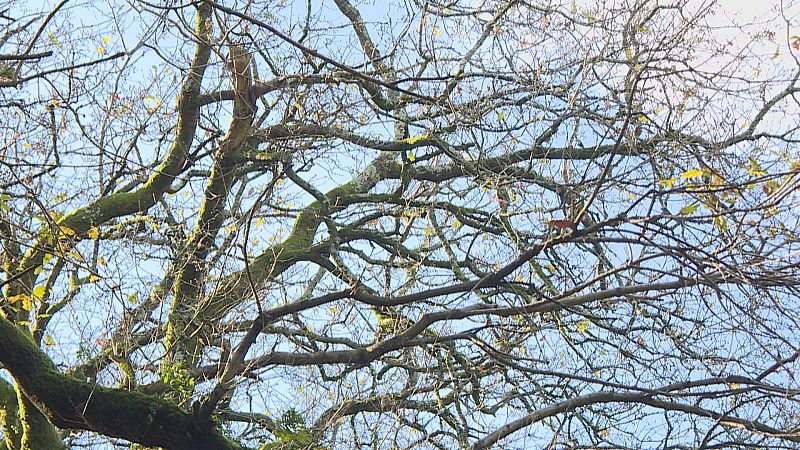 Santiago busca cen mil votos para que o Carballo de Conxo sexa árbore europea de 2022