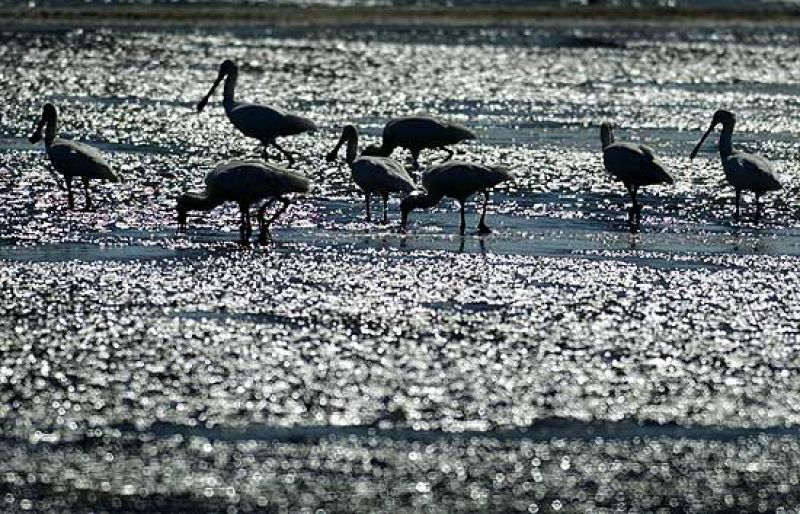 Los humedales son una fuente de vida con fecha de caducidad