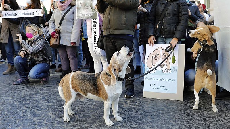 Un total de 32 perros 'beagle' serán sacrificados en el ensayo de un nuevo fármaco