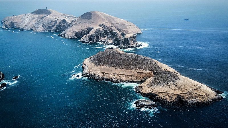 El derrame de crudo en La Pampilla cierra más de 20 playas: "Solo el 50% de los animales rescatados sobrevivirán"