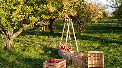 Tutorial de c�mo plantar un �rbol frutal