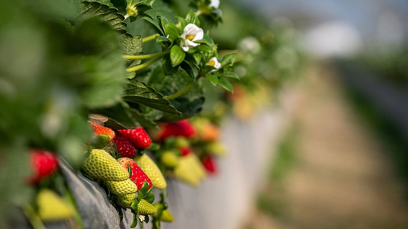 El plan de regadíos de Doñana compromete su sostenibilidad: "Estamos llevando al límite el equilibrio ecológico"