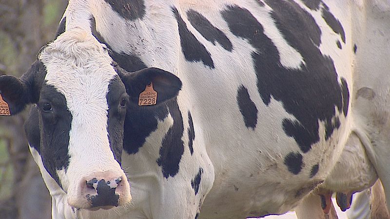 La ganadería ecológica asturiana, un modelo de explotación con mucho futuro