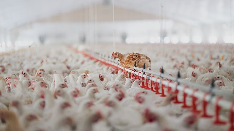 Los brotes de gripe aviar en España obligan a sacrificar a 269.000 aves, 134.000 en una granja de Valladolid