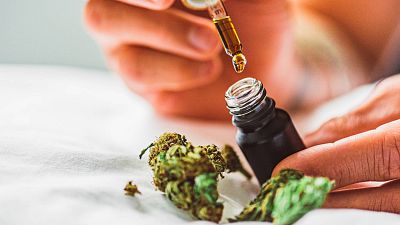 La regulación del cannabis: el dolor no espera