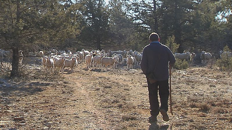 Pastores: una profesin en peligro de desaparicin