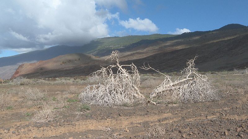 La sequía altera el ecosistema en la isla de El Hierro