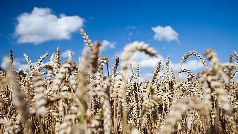 El precio del trigo sube un 5% y toca su máximo en 14 años por la crisis en Ucrania