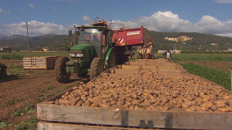 Comença la campanya de patata d'exportació amb la mirada posada a Ucraïna