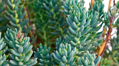 U�a de gato, una planta con muchos beneficios